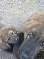 Mountain Bear Reze, a female Caucasian Ovcharka and Pyrenean Mastiff for sale in Westernport, MD – 2 of 4