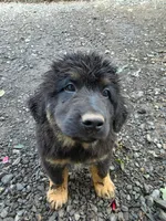 Mountain Bear Beam, a male Tibetan Mastiff and Pyrenean Mastiff for sale in Westernport, MD – 4 of 4