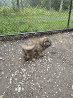 Mountain Bear Makima , a female Caucasian Ovcharka and Tibetan Mastiff for sale in Westernport, MD – 5 of 5