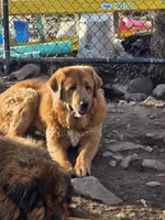Mountain Bear , a  Caucasian Ovcharka for sale in Westernport, MD – Photo 2 of 2