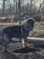Mountain Bear , a  Caucasian Ovcharka for sale in Westernport, MD – Photo 1 of 2