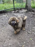 Mountain Bear Makima , a female Caucasian Ovcharka and Tibetan Mastiff for sale in Westernport, MD – 4 of 5