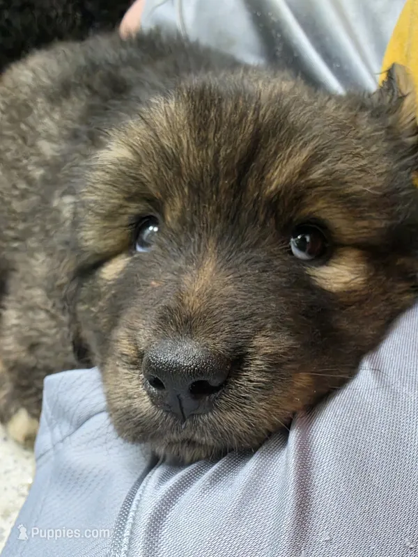 Mountain Bear Pochita – Caucasian Ovcharka, Tibetan Mastiff puppy for sale in Westernport, MD