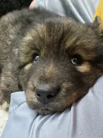 Mountain Bear Pochita, a male Caucasian Ovcharka and Tibetan Mastiff for sale in Westernport, MD – 1 of 1