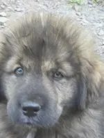 Ancient Guardians Ragnar, a male Tibetan Mastiff for sale in Westernport, MD – 2 of 8