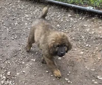 Mountain Bear Makima , a female Caucasian Ovcharka and Tibetan Mastiff for sale in Westernport, MD – 2 of 5