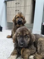 Ancient Guardians Rocha Khan , a male Tibetan Mastiff for sale in Westernport, MD – 3 of 7