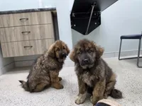 Ancient Guardians Rocha Khan , a male Tibetan Mastiff for sale in Westernport, MD – 7 of 7