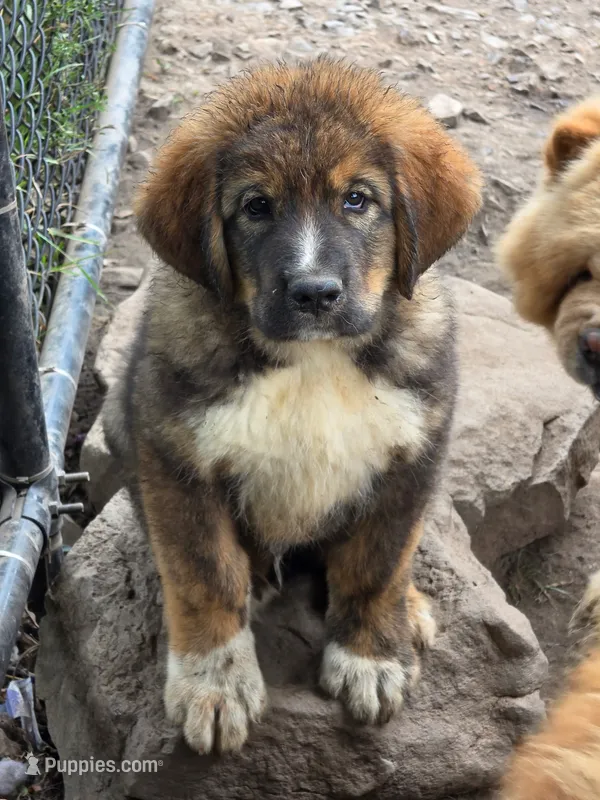 Mountain Bear Aki – Caucasian Ovcharka puppy for sale in Westernport, MD