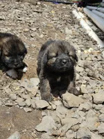 Ancient Guardians Ragnar, a male Tibetan Mastiff for sale in Westernport, MD – 3 of 6