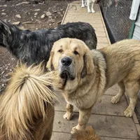 Ancient Guardians Ragnar, a male Tibetan Mastiff for sale in Westernport, MD – Photo 3 of 4