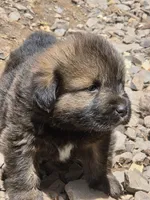 Ancient Guardians Ragnar, a male Tibetan Mastiff for sale in Westernport, MD – 2 of 6