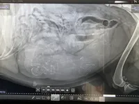 Ancient Guardians Ragnar, a male Tibetan Mastiff for sale in Westernport, MD – Photo 4 of 4