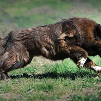 Ancient Guardians Ragnar, a male Tibetan Mastiff for sale in Westernport, MD – Photo 2 of 4