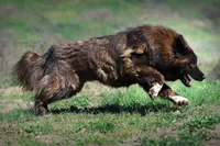 Ancient Guardians, a  Tibetan Mastiff for sale in Westernport, MD – Photo 2 of 3