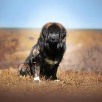 Ancient Guardians Ragnar, a male Tibetan Mastiff for sale in Westernport, MD – Photo 1 of 4