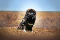 Ancient Guardians, a  Tibetan Mastiff for sale in Westernport, MD – Photo 1 of 3