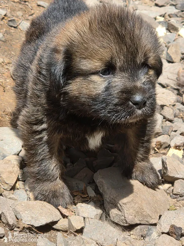 Ancient Guardians Ragnar – Tibetan Mastiff puppy for sale in Westernport, MD