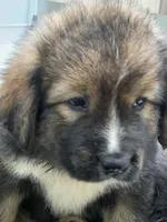 Mountain Bear Aki, a male Caucasian Ovcharka for sale in Westernport, MD – 2 of 4