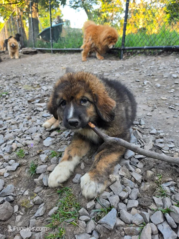 Mountain Bear Aki – Caucasian Ovcharka puppy for sale in Westernport, MD