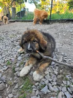 Mountain Bear Aki, a male Caucasian Ovcharka for sale in Westernport, MD – 2 of 7