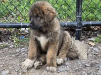 Ancient Guardians Rocha Khan , a male Tibetan Mastiff for sale in Westernport, MD – 2 of 7