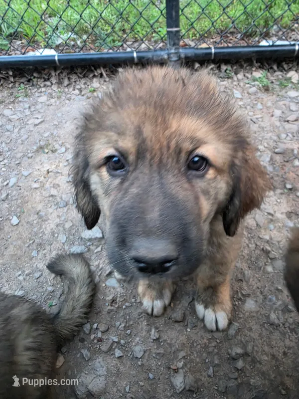 Mountain Bear Reze – Caucasian Ovcharka, Pyrenean Mastiff puppy for sale in Westernport, MD