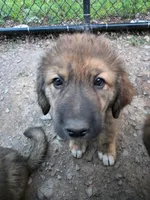 Mountain Bear Reze, a female Caucasian Ovcharka and Pyrenean Mastiff for sale in Westernport, MD – 1 of 4