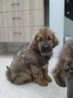 Ancient Guardians Ragnar, a male Tibetan Mastiff for sale in Westernport, MD – 1 of 4