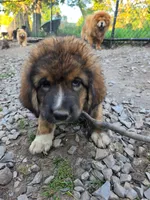 Mountain Bear Aki, a male Caucasian Ovcharka for sale in Westernport, MD – 5 of 7