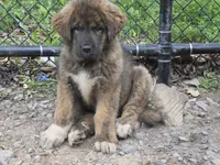 Ancient Guardians Rocha Khan , a male Tibetan Mastiff for sale in Westernport, MD – 1 of 7