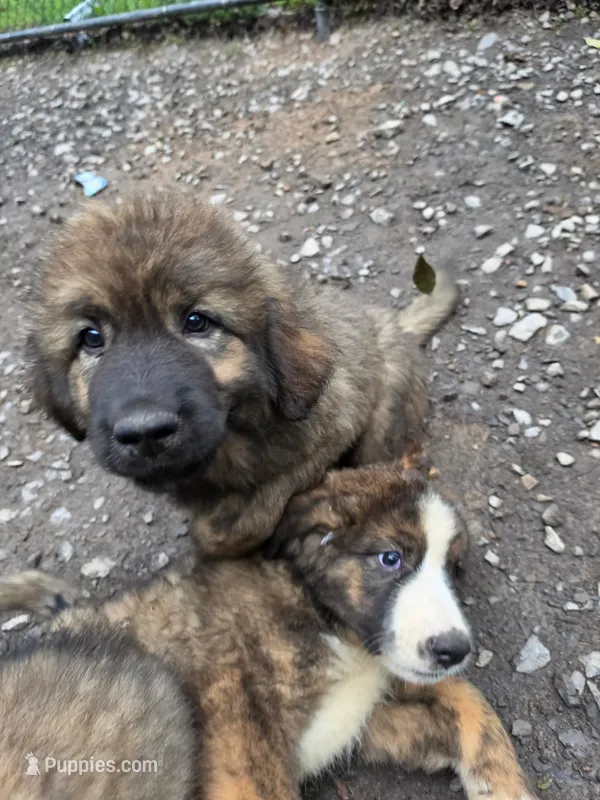 Mountain Bear Makima  – Caucasian Ovcharka, Tibetan Mastiff puppy for sale in Westernport, MD