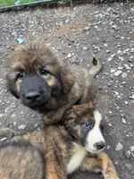 Mountain Bear Makima , a female Caucasian Ovcharka and Tibetan Mastiff for sale in Westernport, MD – 1 of 5