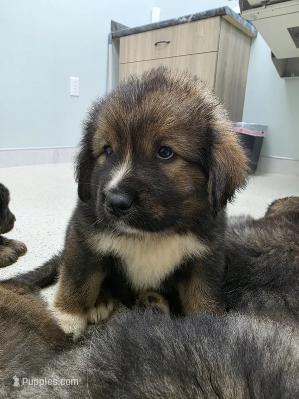 Mountain Bear Aki – Caucasian Ovcharka puppy for sale in Westernport, MD