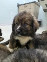 Mountain Bear Aki, a male Caucasian Ovcharka for sale in Westernport, MD – 1 of 4