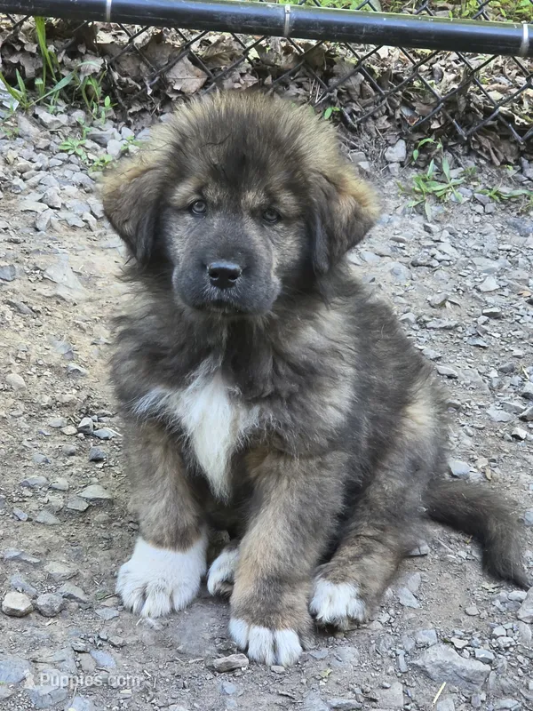 Ancient Guardians Ragnar – Tibetan Mastiff puppy for sale in Westernport, MD