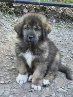 Ancient Guardians Ragnar, a male Tibetan Mastiff for sale in Westernport, MD – 1 of 8