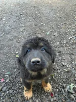 Mountain Bear Beam, a male Tibetan Mastiff and Pyrenean Mastiff for sale in Westernport, MD – 3 of 4