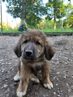 Mountain Bear Reze, a female Caucasian Ovcharka and Pyrenean Mastiff for sale in Westernport, MD – 3 of 4