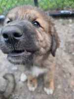 Mountain Bear Reze, a female Caucasian Ovcharka and Pyrenean Mastiff for sale in Westernport, MD – 4 of 4