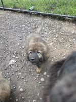 Mountain Bear Makima , a female Caucasian Ovcharka and Tibetan Mastiff for sale in Westernport, MD – 3 of 5