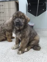 Ancient Guardians Rocha Khan , a male Tibetan Mastiff for sale in Westernport, MD – 6 of 7