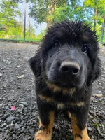 Mountain Bear Beam, a male Tibetan Mastiff and Pyrenean Mastiff for sale in Westernport, MD – 1 of 4