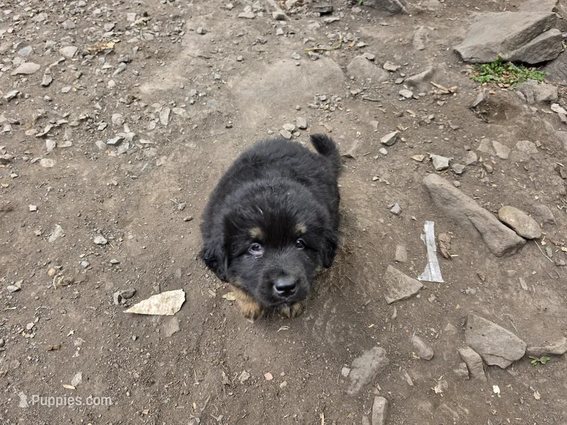 Mountain Bear Beam – Tibetan Mastiff, Pyrenean Mastiff puppy for sale in Westernport, MD