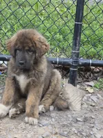 Ancient Guardians Rocha Khan , a male Tibetan Mastiff for sale in Westernport, MD – 4 of 7