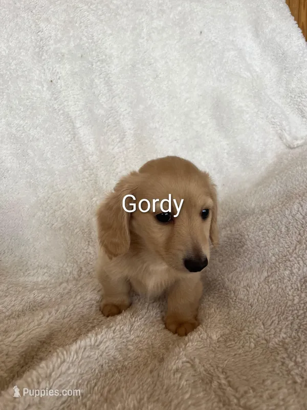 Gordy – Miniature Dachshund puppy for sale in Sibley, MO