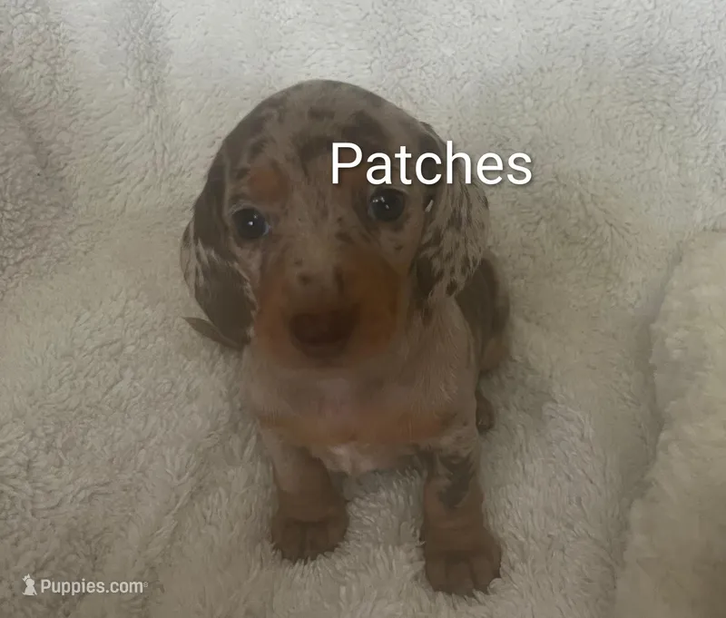 Patches – Miniature Dachshund puppy for sale in Sibley, MO
