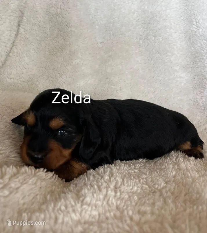 Zelda  – Miniature Dachshund puppy for sale in Sibley, MO