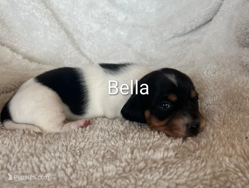 Bella – Miniature Dachshund puppy for sale in Sibley, MO