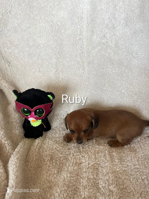 Ruby – Miniature Dachshund puppy for sale in Sibley, MO